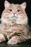 сибирская порода кошек фото