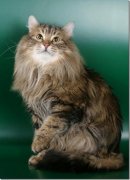 сибирская порода кошек фото