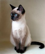 сиамская порода кошек фото