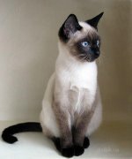 сиамская порода кошек фото
