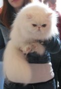 персидская порода кошек фото
