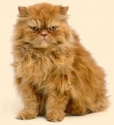 персидская порода кошек фото