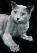 русская голубая кошка фото