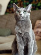 русская голубая кошка фото
