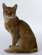 сомалийская порода кошек фото