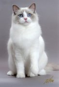 бирманская порода кошек фото
