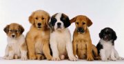 Самые популярные породы собак