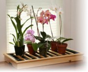Как ухаживать за комнатной орхидеей