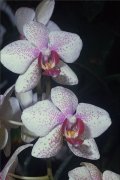 орхидеи фото