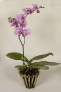орхидеи фото