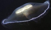 Медуза-цианея