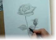 Как рисовать розу карандашом видео
