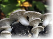Чем полезны грибы вешенки?