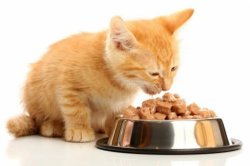 Чем кормить персидскую кошку